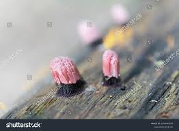 Attēlu rezultāti vaicājumam “Stemonitis pallida var. rubescens spores”