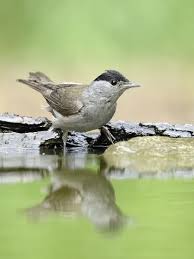 Attēlu rezultāti vaicājumam “Sylvia atricapilla male”