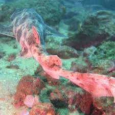 Image result for Cephaloscyllium laticeps