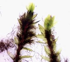 Attēlu rezultāti vaicājumam “Bryum pseudotriquetrum”