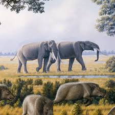 Attēlu rezultāti vaicājumam “Oligonema affine”