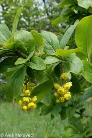 Attēlu rezultāti vaicājumam “Berberis vulgaris flower”