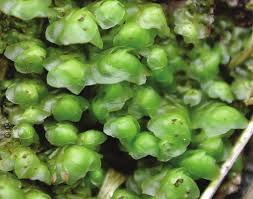 Attēlu rezultāti vaicājumam “Scapania nemorea”