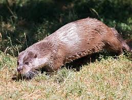 Attēlu rezultāti vaicājumam “Lutra lutra”