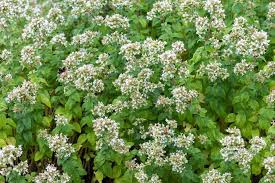 Attēlu rezultāti vaicājumam “Origanum vulgare flower”