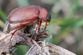 Attēlu rezultāti vaicājumam “Serica brunnea imago”