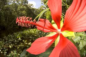 Attēlu rezultāti vaicājumam “xComagaria rosea  flower”