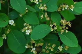 Attēlu rezultāti vaicājumam “Cotoneaster multiflorus leaf”