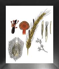 Attēlu rezultāti vaicājumam “Claviceps purpurea”