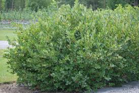 Attēlu rezultāti vaicājumam “Aronia melanocarpa”