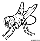 Fly coloring page
