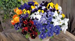 Image result for Viola wittrockiana