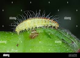 Attēlu rezultāti vaicājumam “Cnaemidophorus rhododactyla”