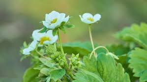 Attēlu rezultāti vaicājumam “Fragaria moschata flower”