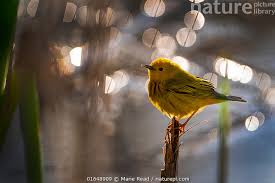 Image result for Dendroica petechia