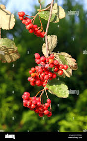 Attēlu rezultāti vaicājumam “Sorbus intermedia fruit”