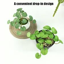 Attēlu rezultāti vaicājumam “Hydrocotyle vulgaris bud”