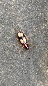 Attēlu rezultāti vaicājumam “Dromius quadrimaculatus”