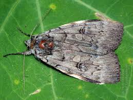 Attēlu rezultāti vaicājumam “Catocala pacta”