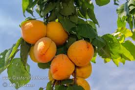 Attēlu rezultāti vaicājumam “Prunus armeniaca”