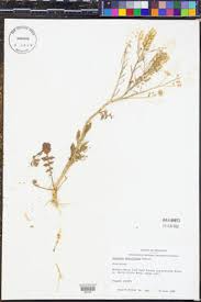 Attēlu rezultāti vaicājumam “Lepidium densiflorum leaf”