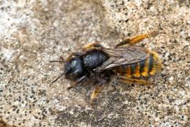 Attēlu rezultāti vaicājumam “Osmia bicolor”
