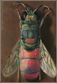 Attēlu rezultāti vaicājumam “Chrysididae”