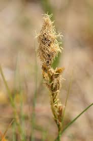 Attēlu rezultāti vaicājumam “Carex arenaria”