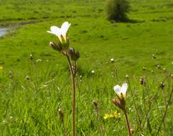 Attēlu rezultāti vaicājumam “Saxifraga granulata flower”