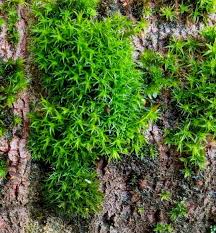 Attēlu rezultāti vaicājumam “Syntrichia ruralis var. ruralis sporophyte”