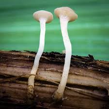 Attēlu rezultāti vaicājumam “Cudoniella acicularis”