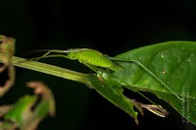 Attēlu rezultāti vaicājumam “Tettigoniodea”