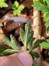 Attēlu rezultāti vaicājumam “Urocystis anemones spores”