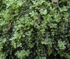 Attēlu rezultāti vaicājumam “Plagiomnium affine”