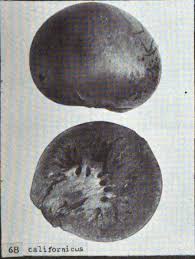 Attēlu rezultāti vaicājumam “Andricus quercuscorticis”