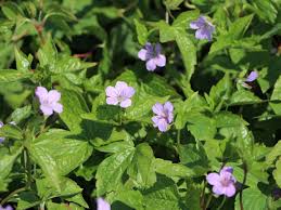 Image result for Storchschnäbel