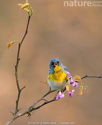 Image result for Parula americana