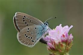 Attēlu rezultāti vaicājumam “Cyaniris semiargus underside”