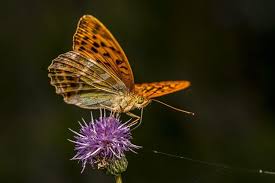 Attēlu rezultāti vaicājumam “Polygonia c-album underside”