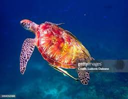 Image result for Eretmochelys imbricata