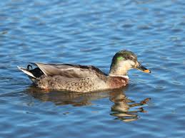 Attēlu rezultāti vaicājumam “Anas platyrhynchos female”