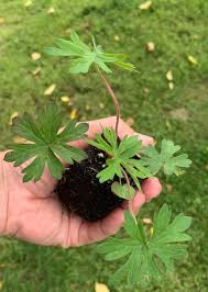 Attēlu rezultāti vaicājumam “Geranium pratense leaf”