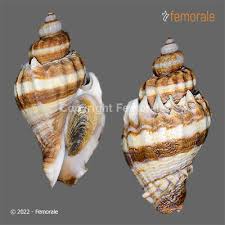 Image result for Melongena corona