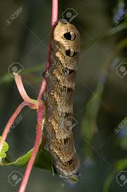 Attēlu rezultāti vaicājumam “Deilephila elpenor larva”