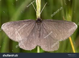 Attēlu rezultāti vaicājumam “Odezia atrata”