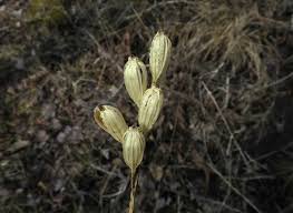 Attēlu rezultāti vaicājumam “Liparis loeselii bud”