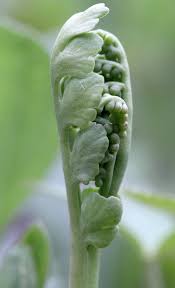 Attēlu rezultāti vaicājumam “Botrychium matricariifolium”