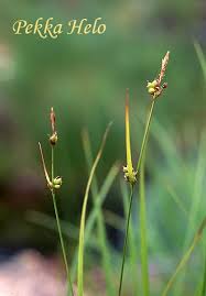 Attēlu rezultāti vaicājumam “Carex globularis flower”