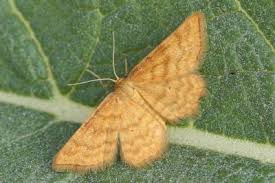 Attēlu rezultāti vaicājumam “Idaea serpentata”