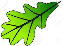 Attēlu rezultāti vaicājumam “Quercus robur leaf”